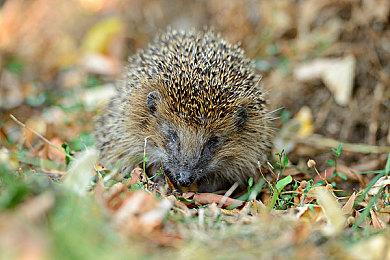 3DM速报：给她爱6大泄露，暗黑4也泄露